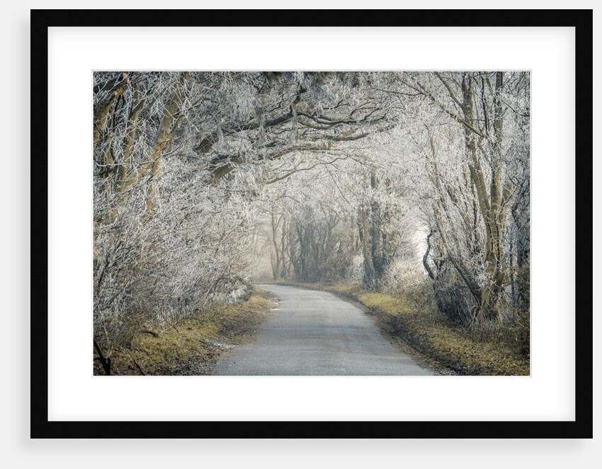Frosted road through forest by Assaf Frank